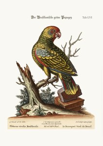ブラジルの緑のオウム、1749-73